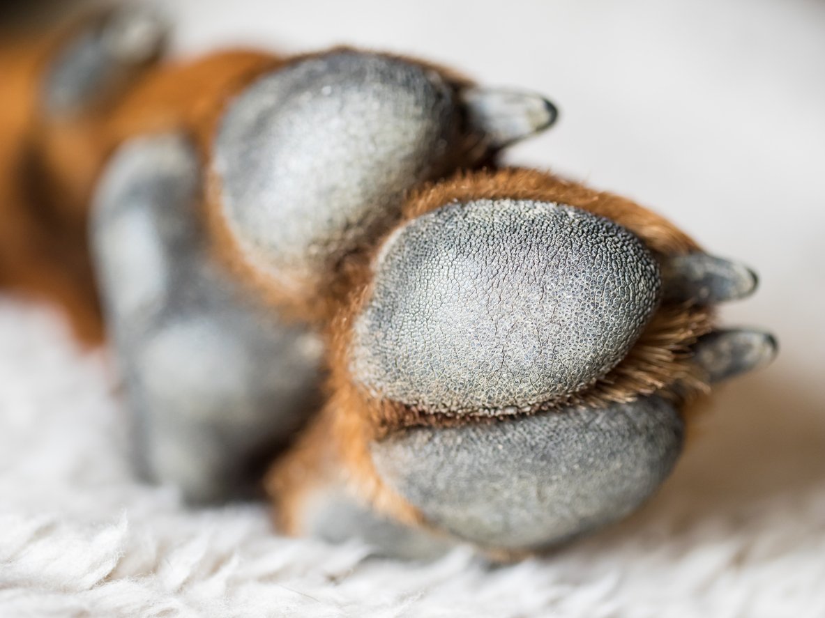 close up of dog paw