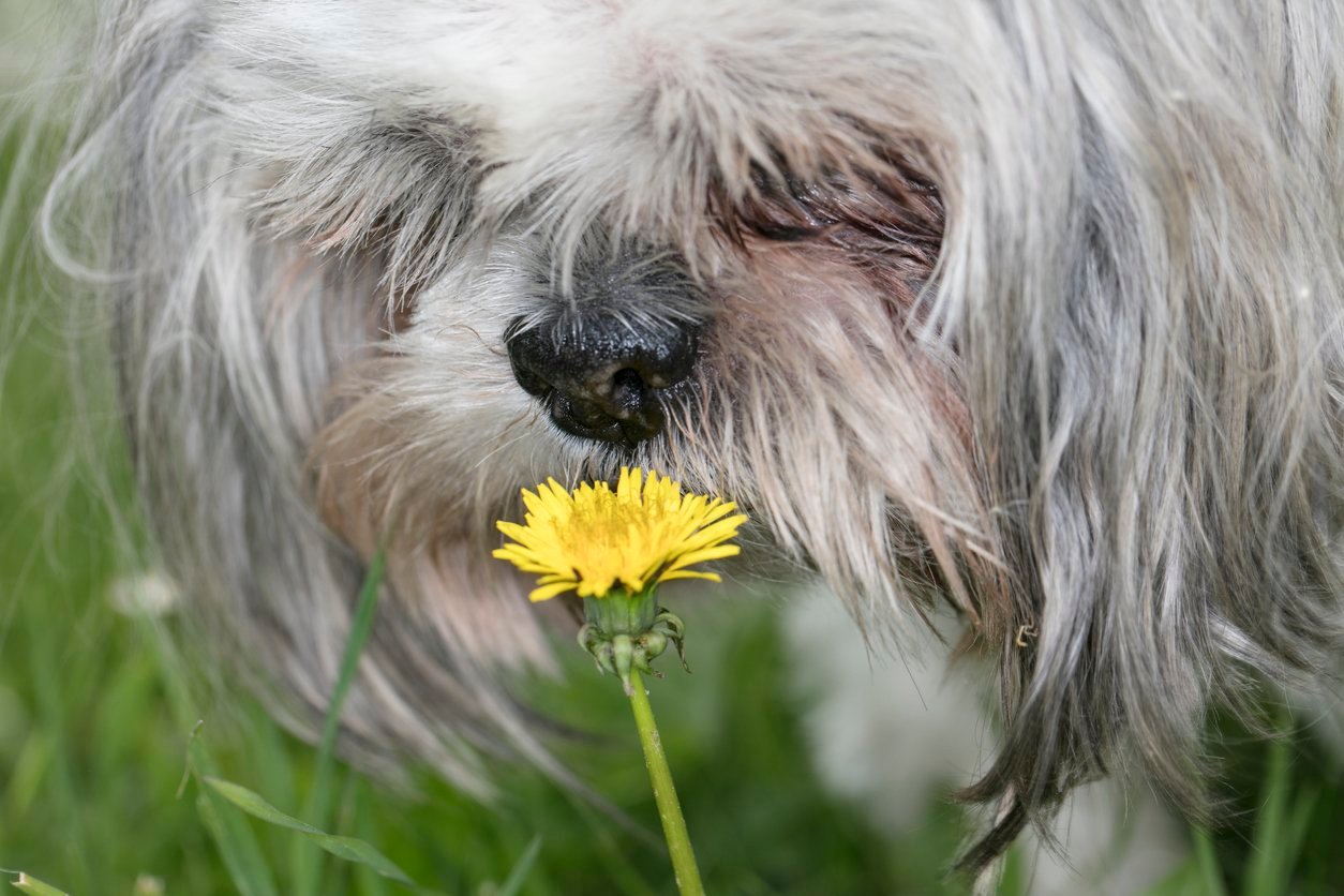 dog-with-pollen-allergies