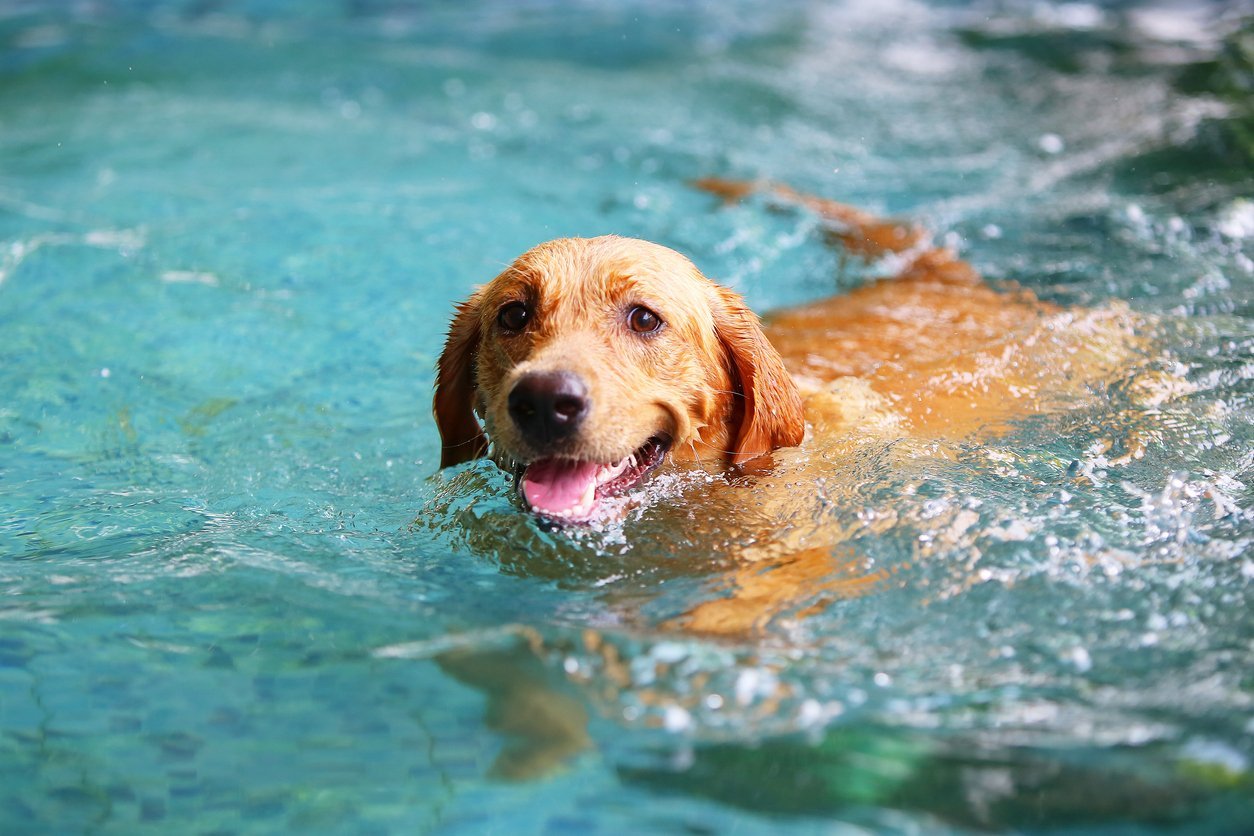 dog swimming