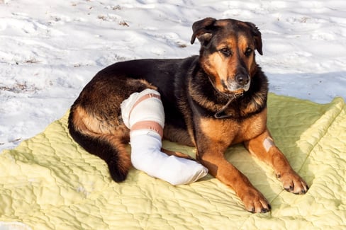 Dog Torn ACL: Causes, Symptoms, Prevention & Treatment