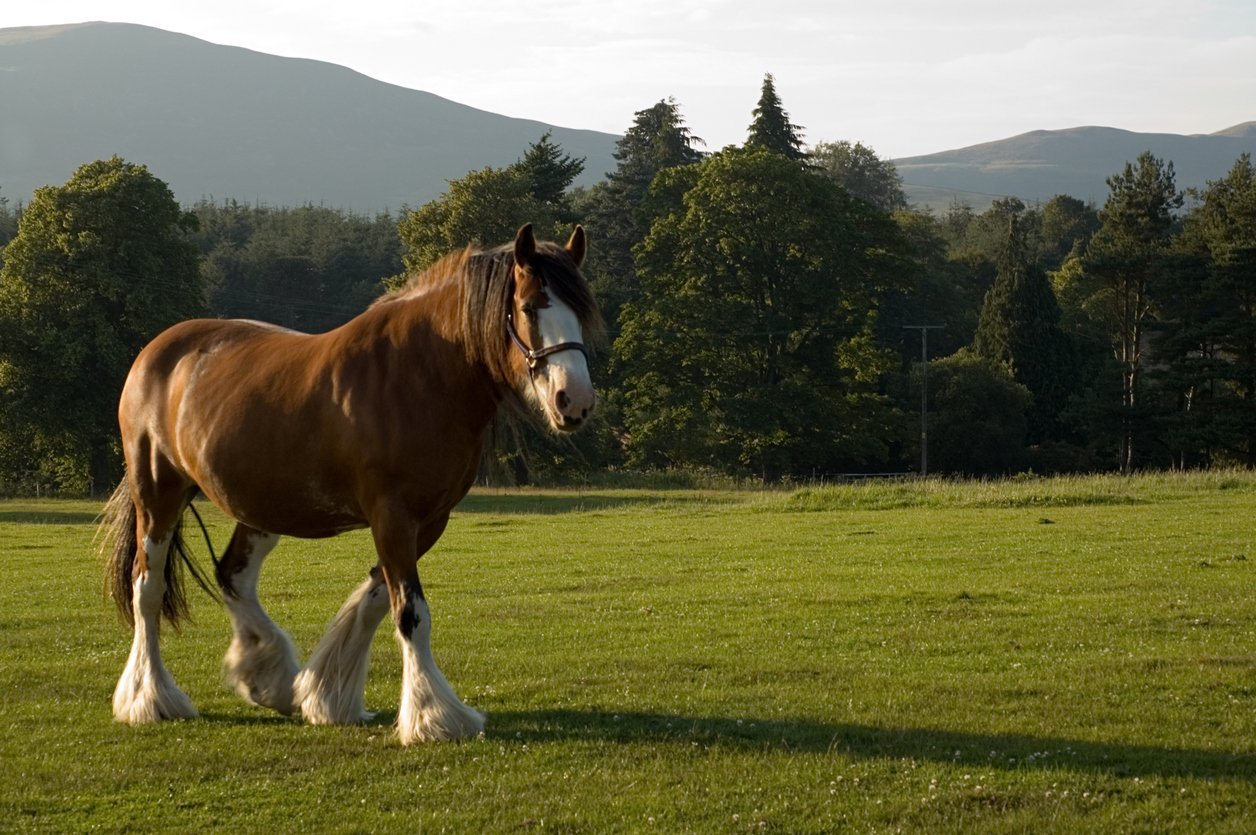 draft horses