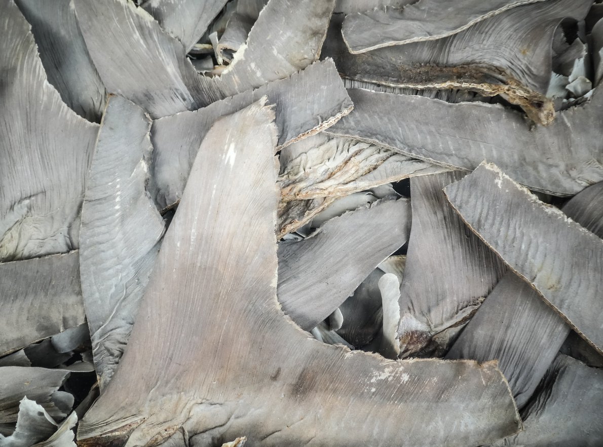 dried shark cartilage for dogs