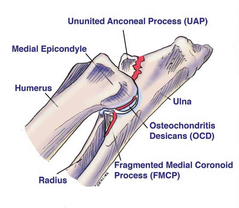 dog elbow diagram