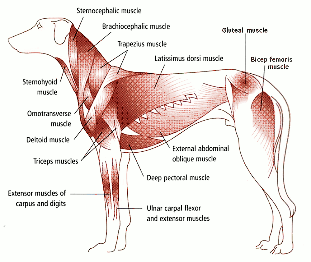 Мышечная система собаки схема