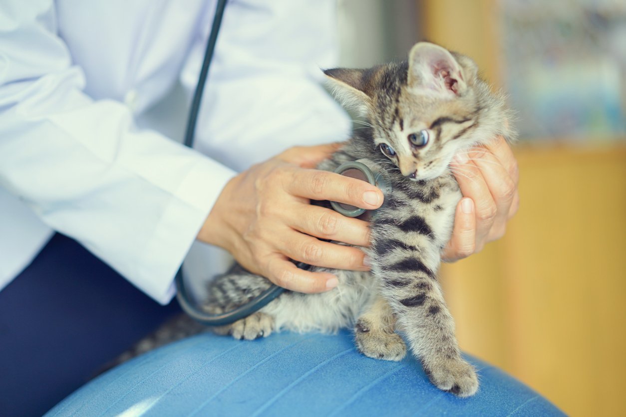 feline infectious peritonitis