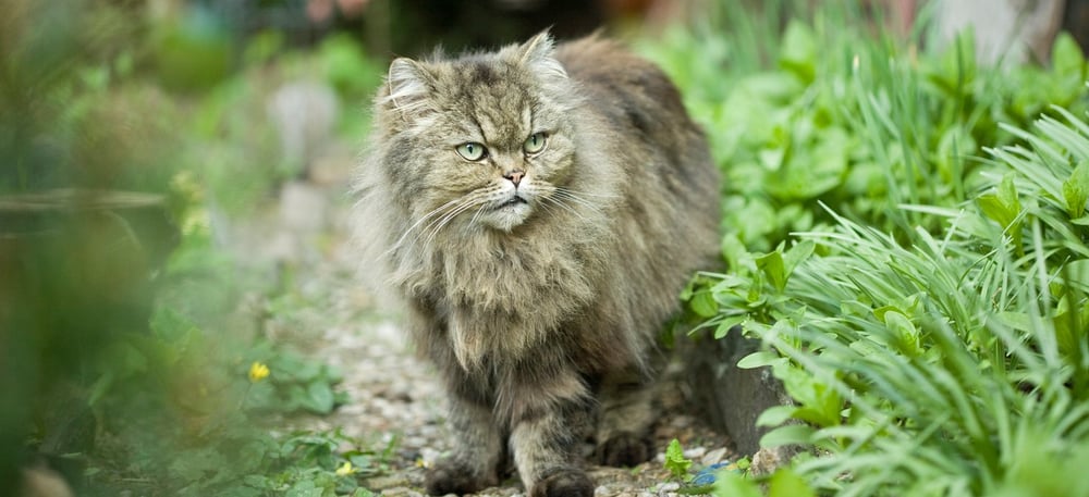 persian cat exercise