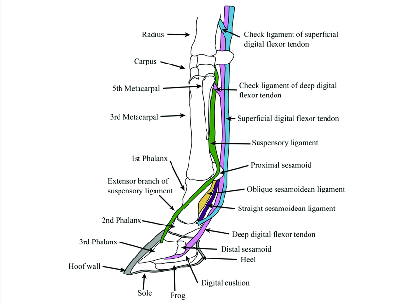 ligament anatomy