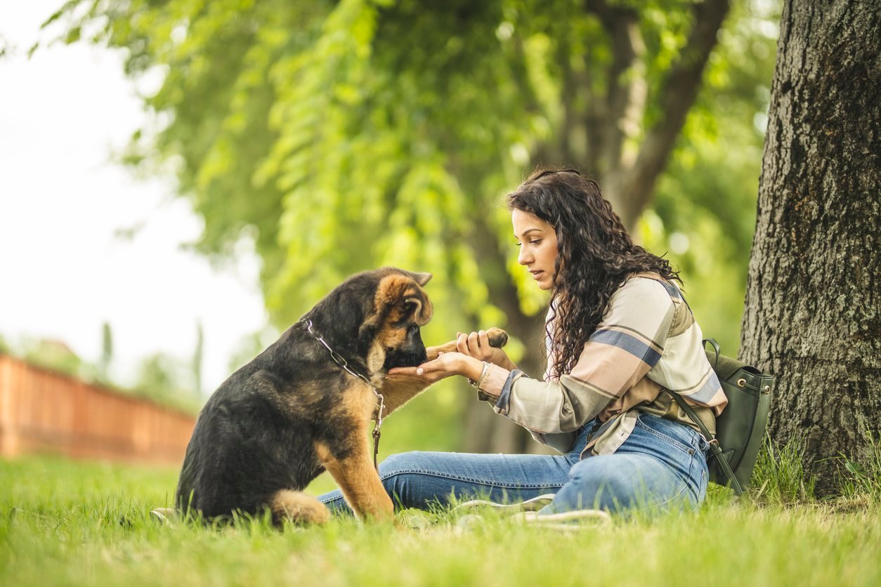 german shepherd hip dysplasia