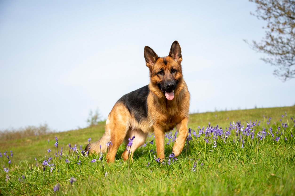 german shepherds