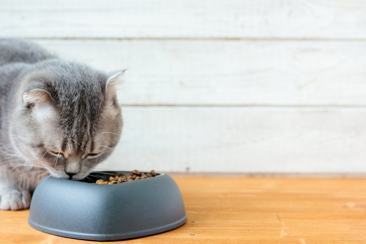 get started with glucosamine for cats