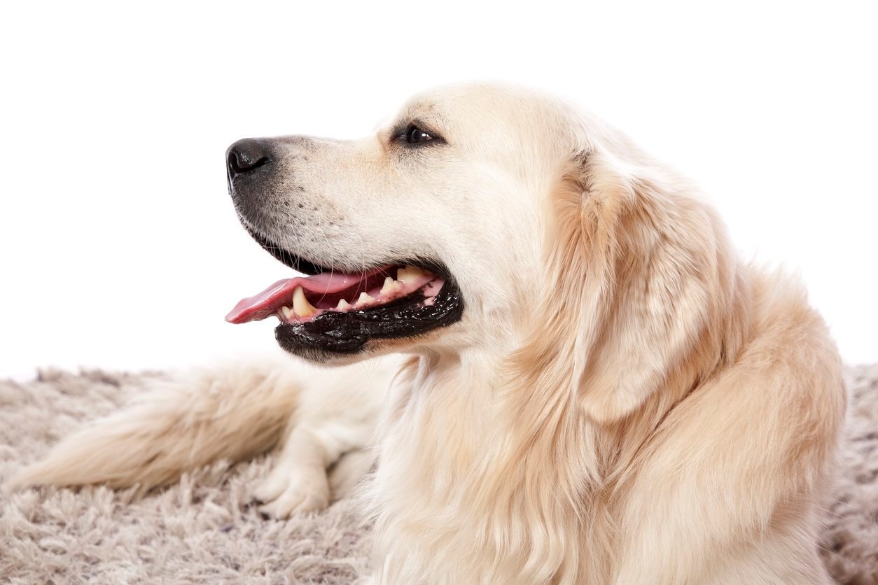 golden retriever on mat