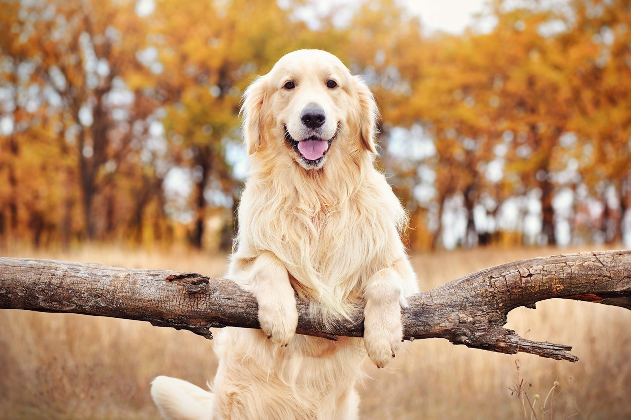 golden retrievers