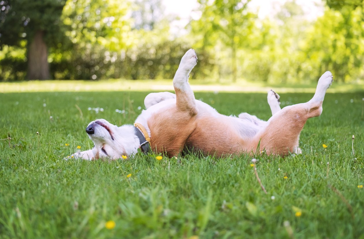 happy dog