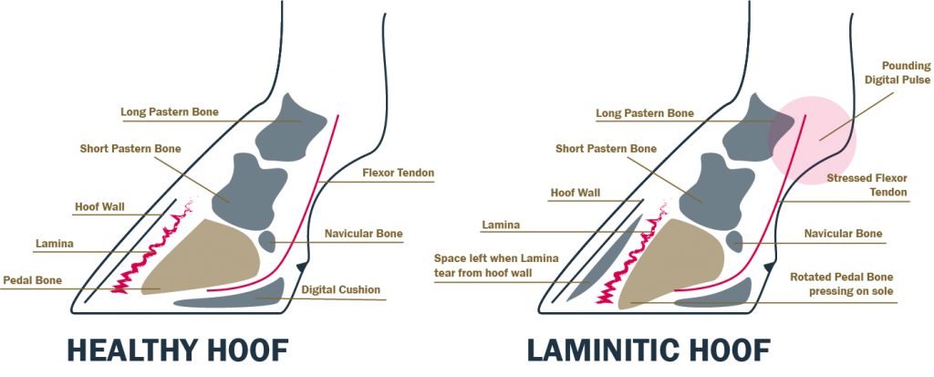 laminitis hoof