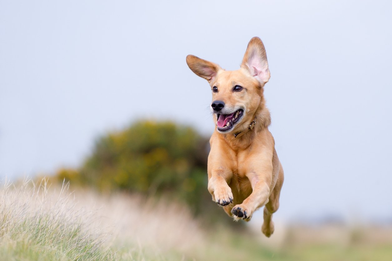 small dog running outside