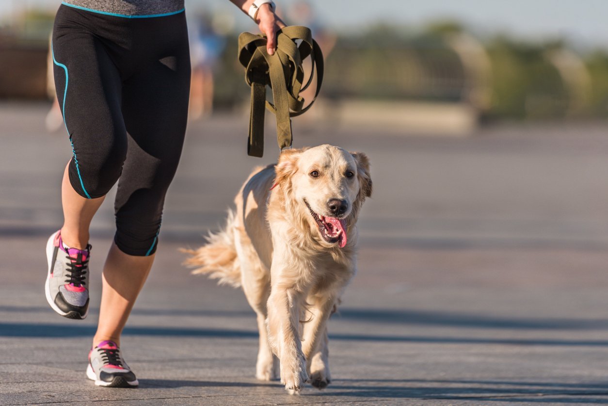 healthy dog