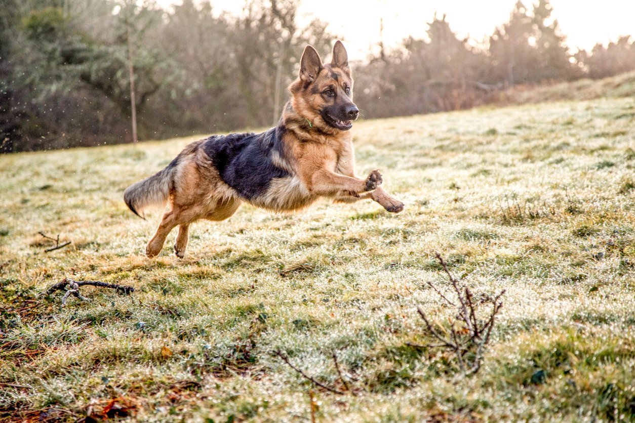 healthy german shepherd