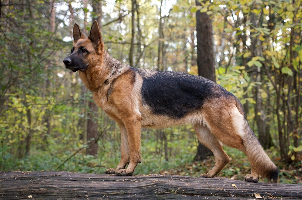 german shepherd dog in forest