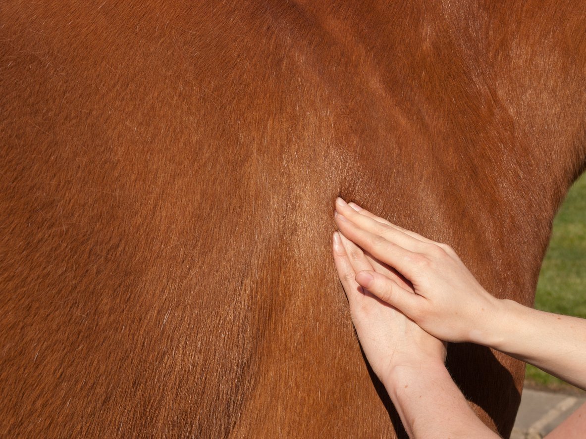 horse alternative therapies