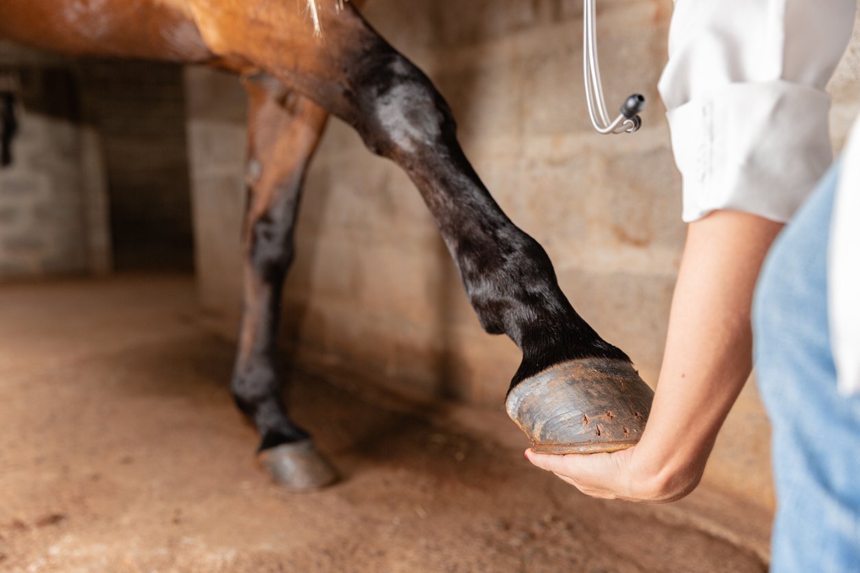 horse bowed tendon recovery 