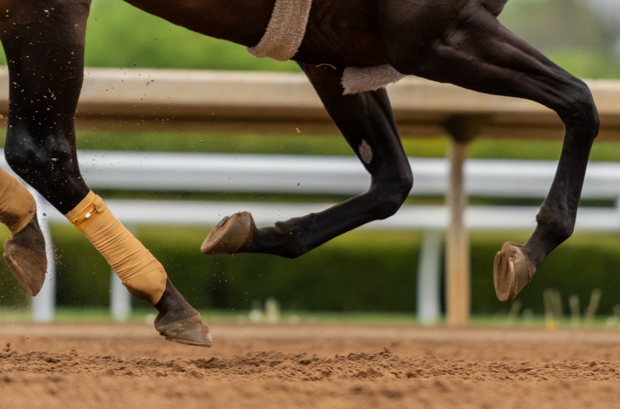 horse cartilage repair