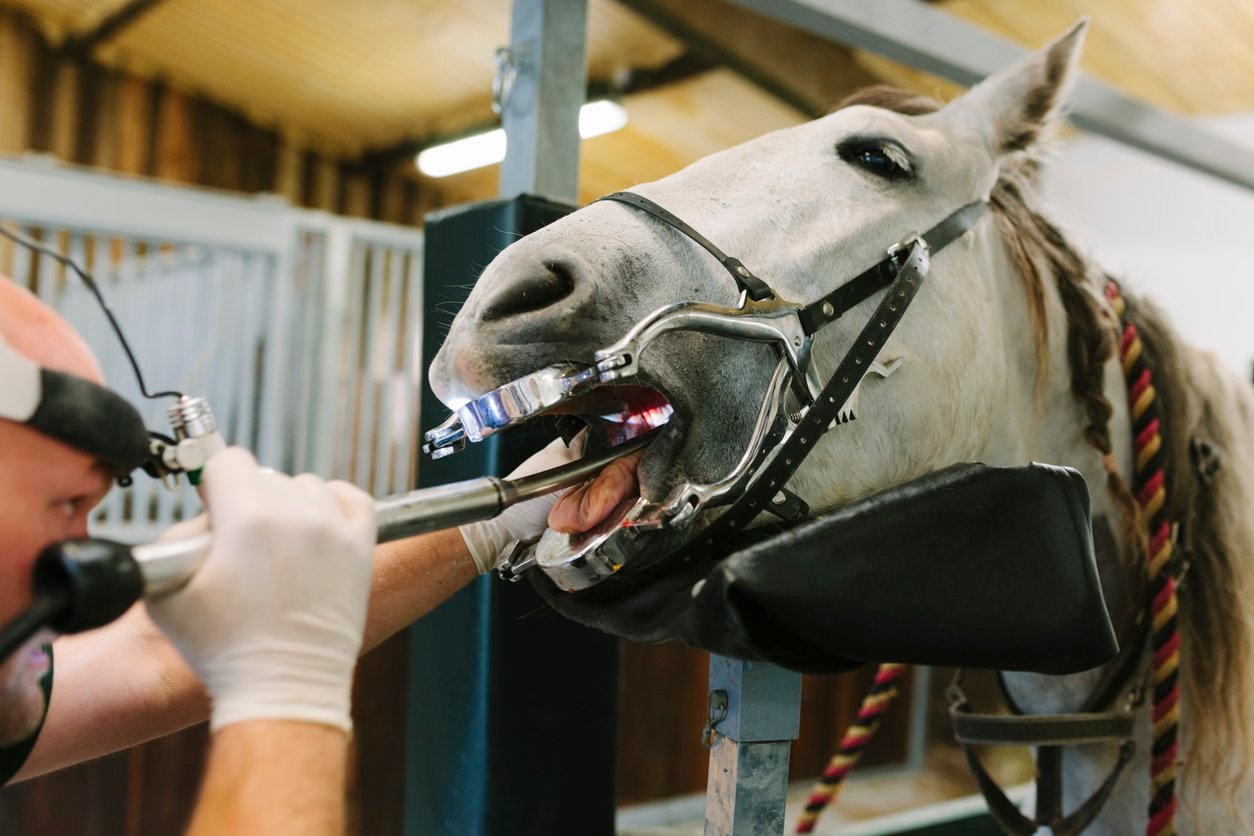 horse dental issues