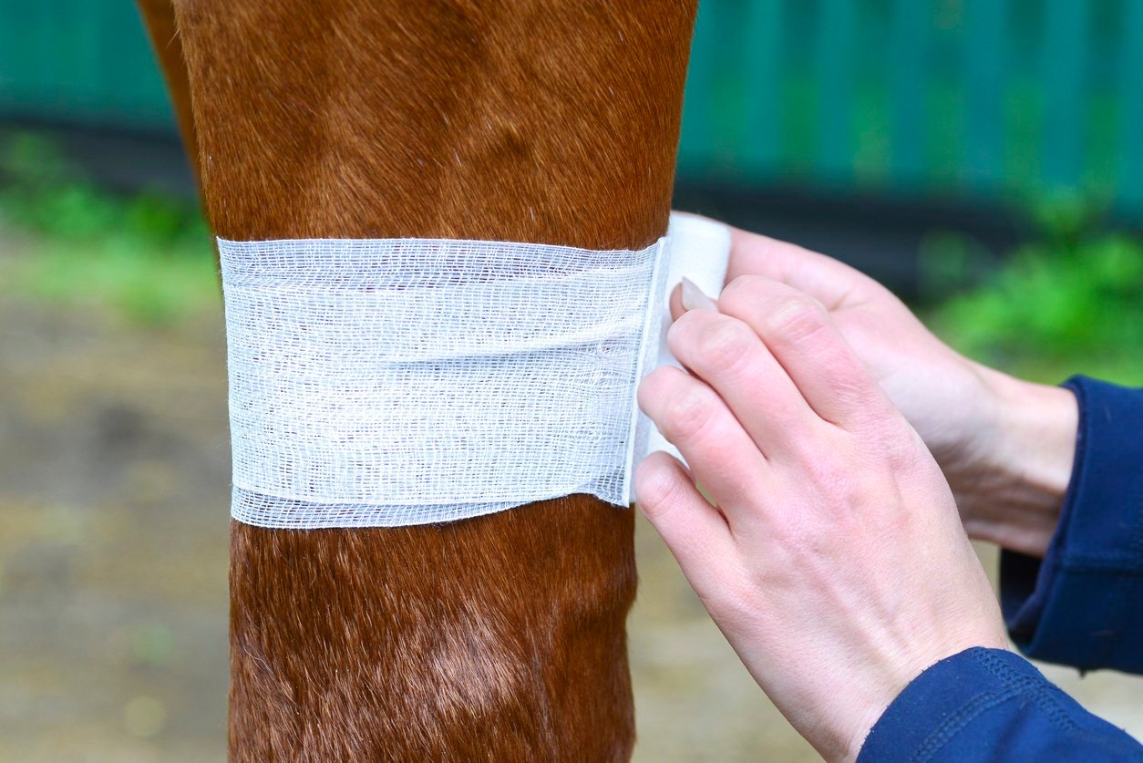 horse joint issue