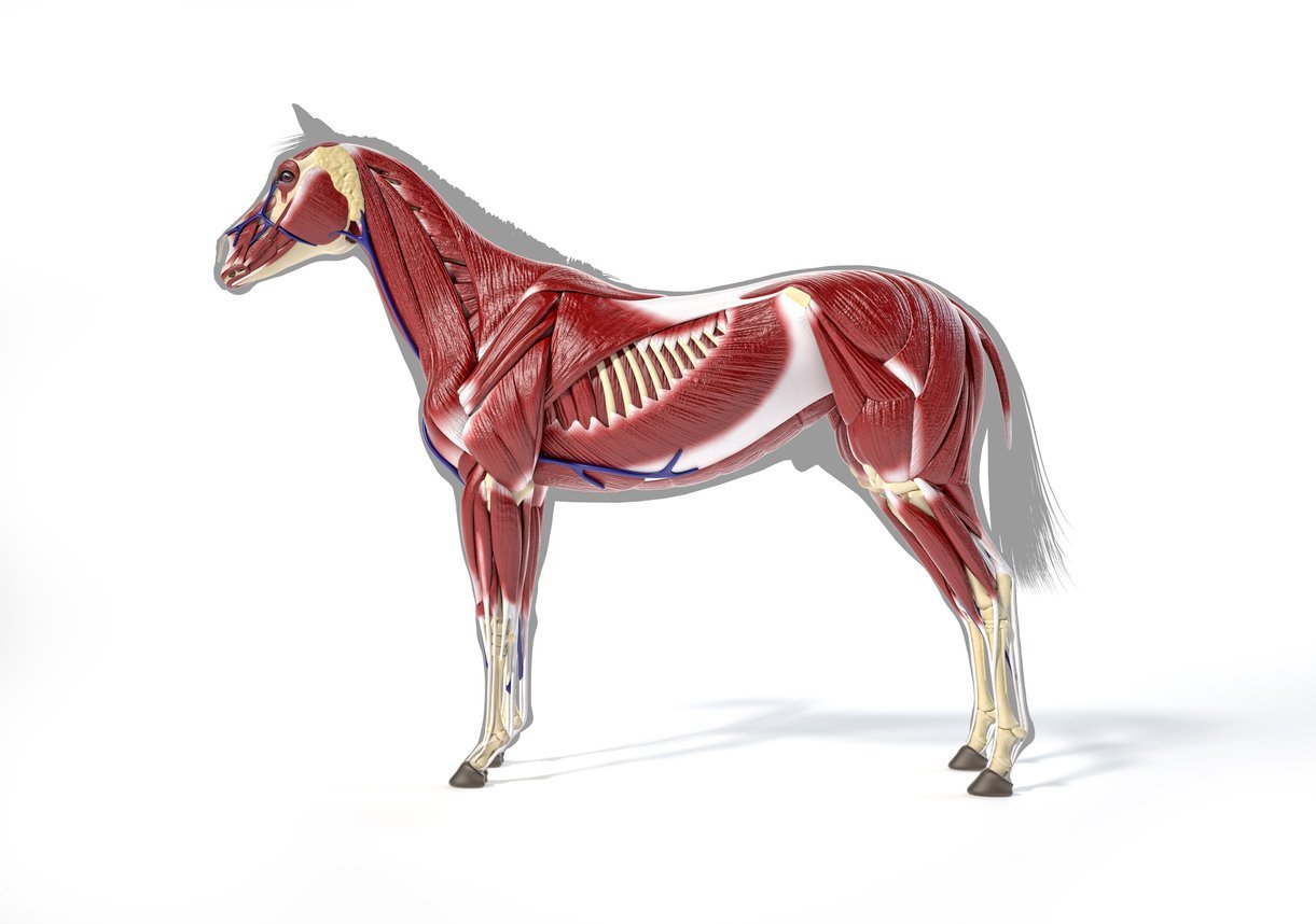 horse muscle anatomy