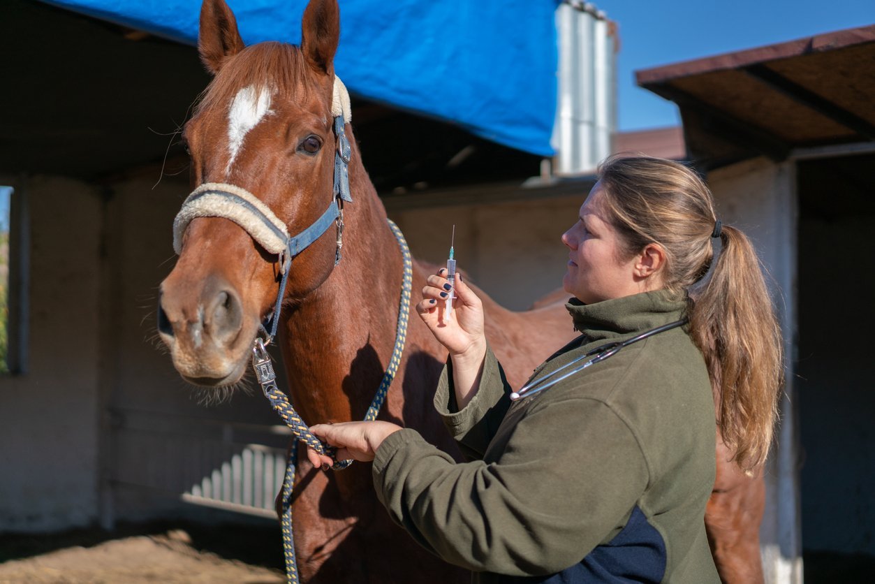 horse sacroiliac joint injection