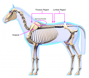 horse spine scapulla callouts