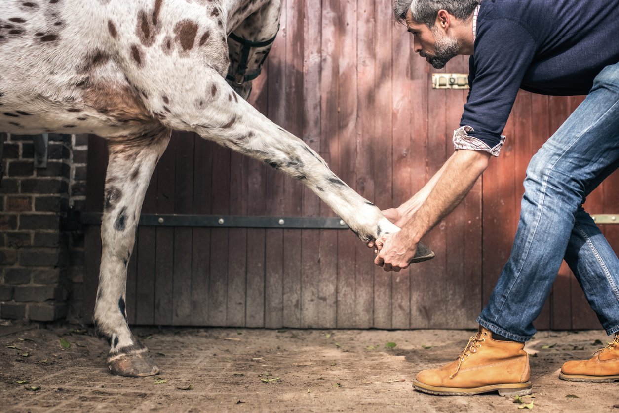 benefits of glucosamine for horses