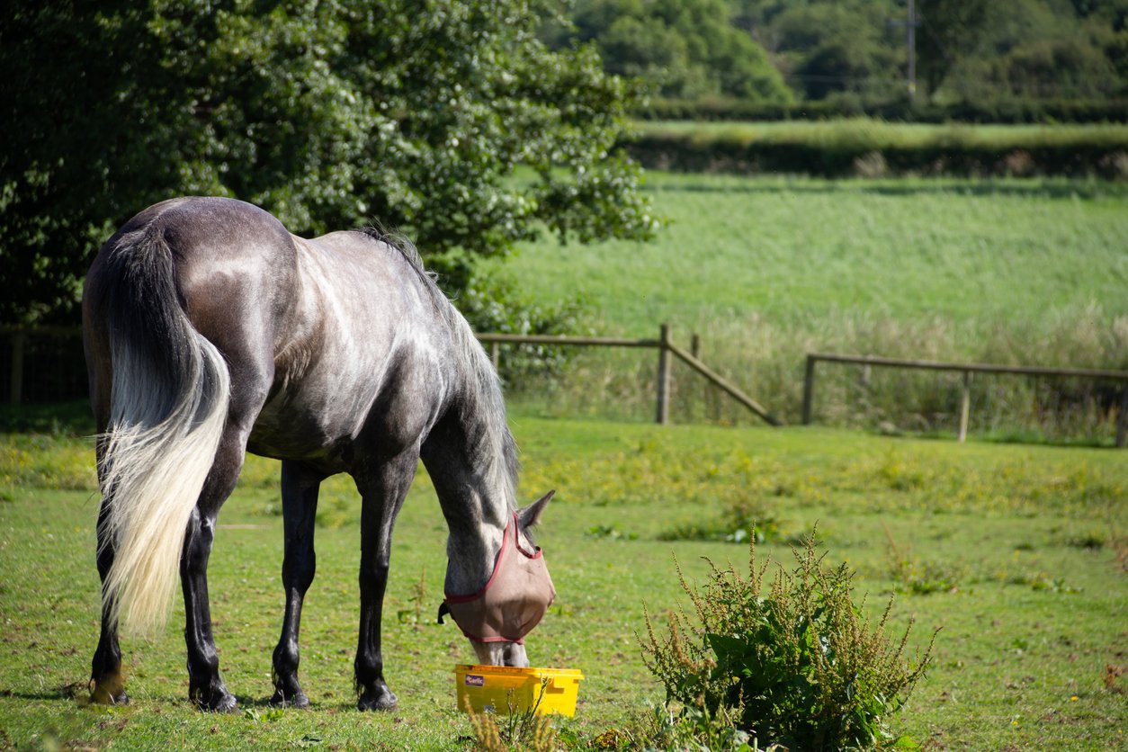 horse supplement