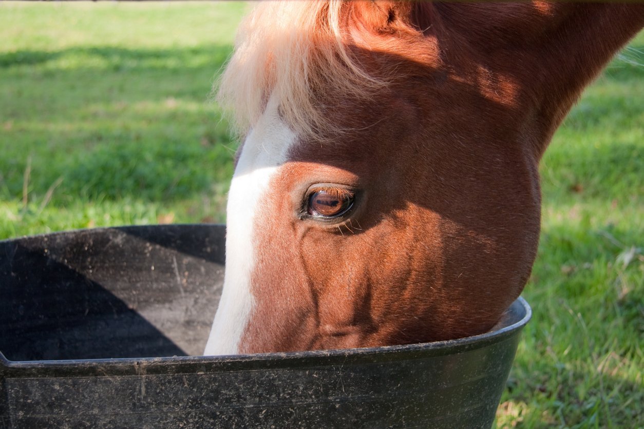 horse supplement