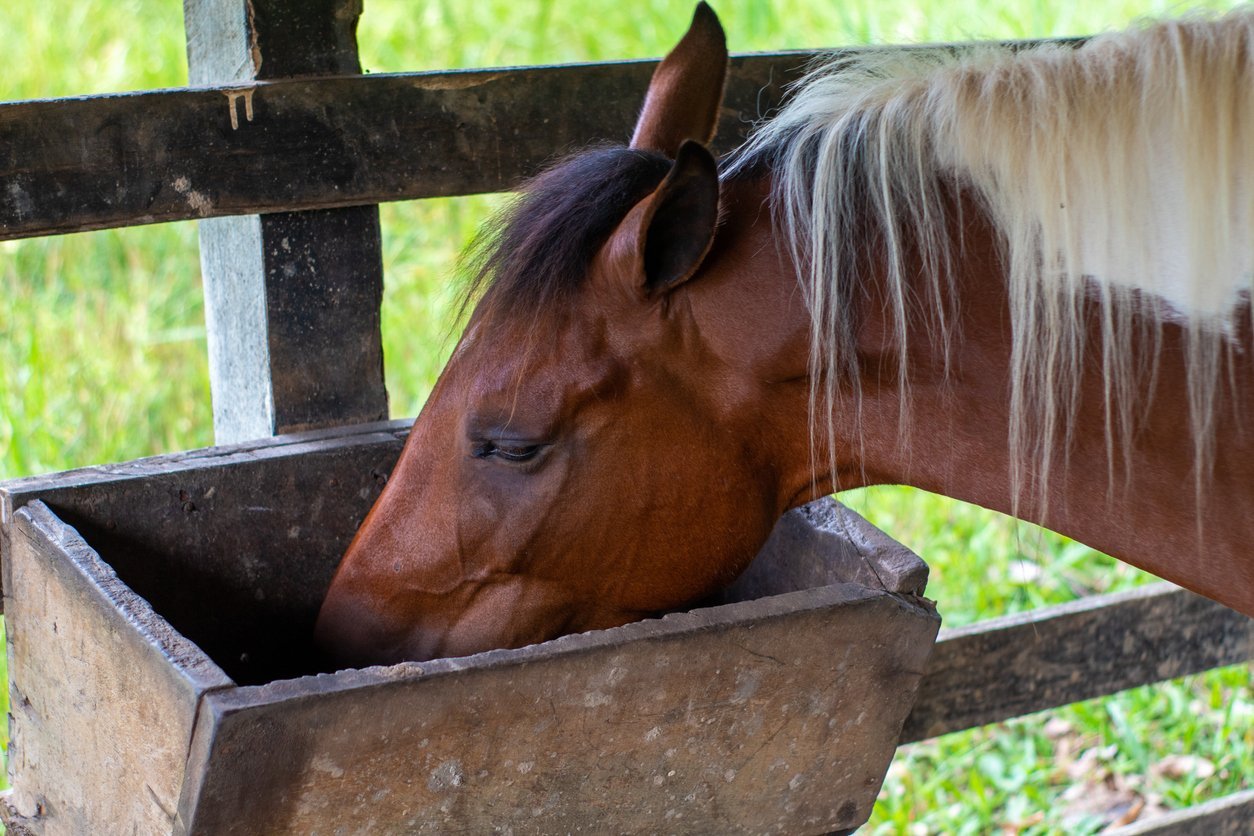 horse supplements