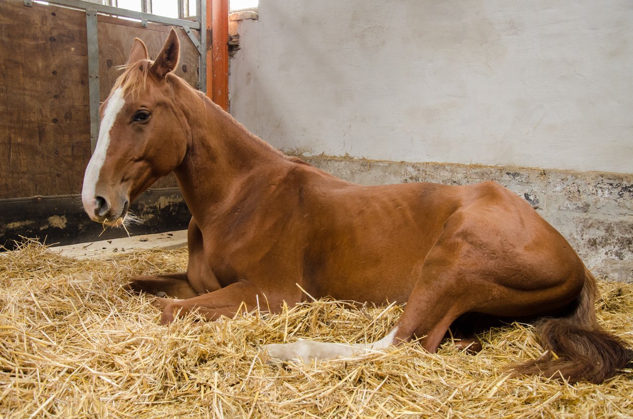 horse suspensory ligament injury symptoms