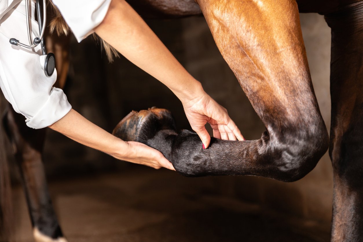 horse tendon and ligament injury prevention