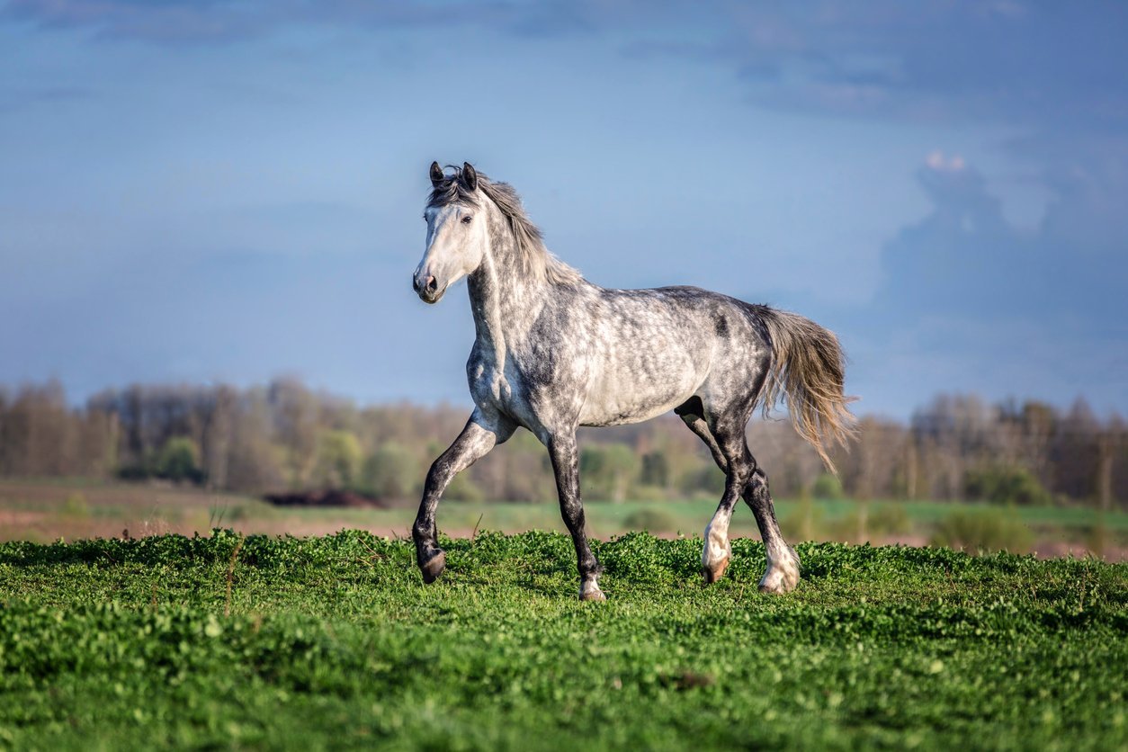 horse tendon injury