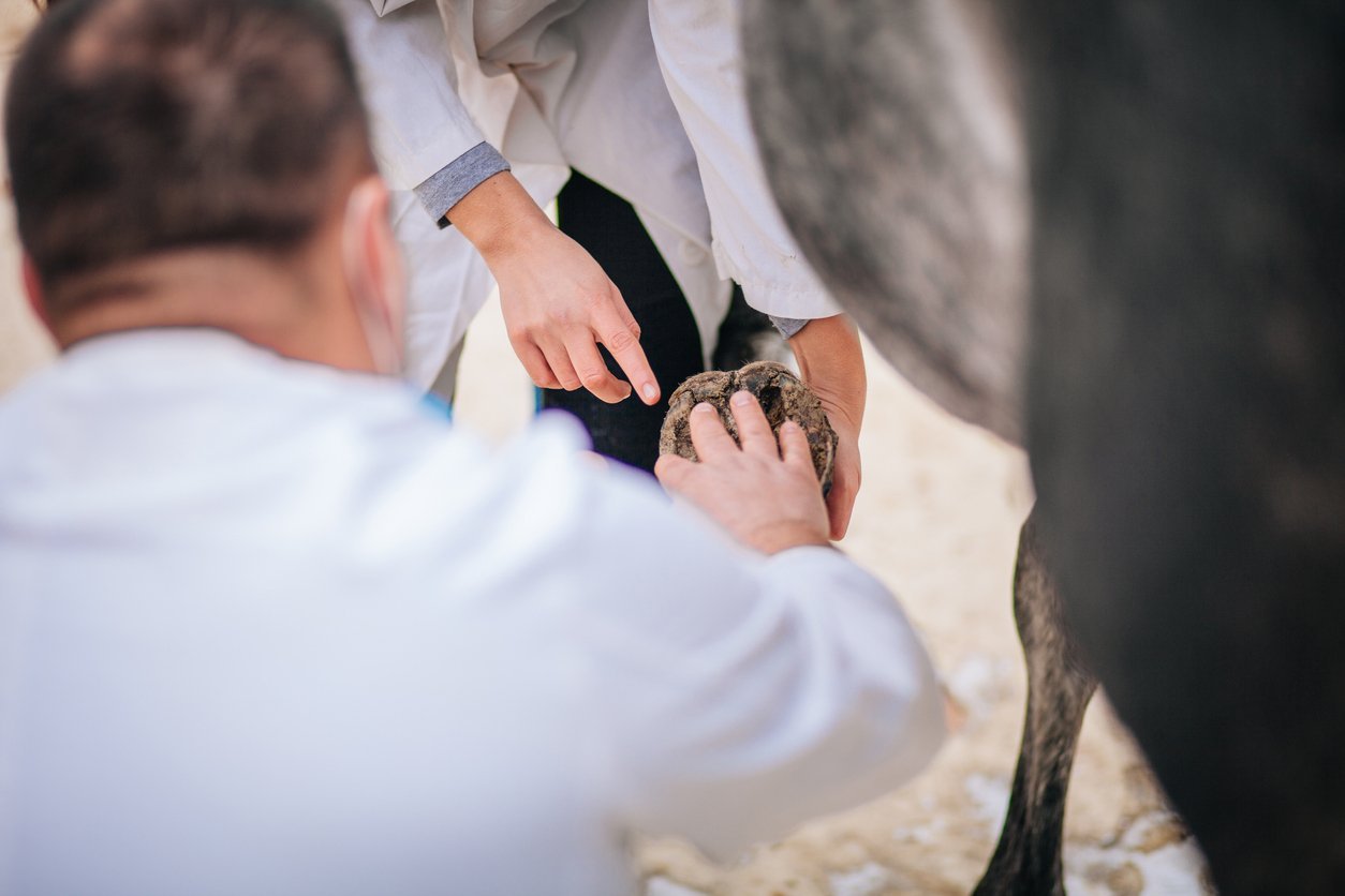 horse tendon injury