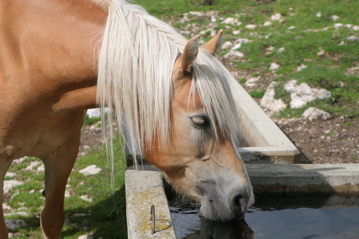 horse hydration