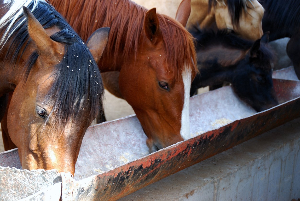 horses eating with supplements