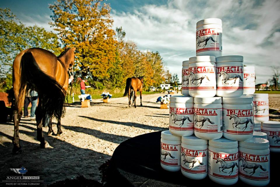 horses-training-by-triacta-supplements