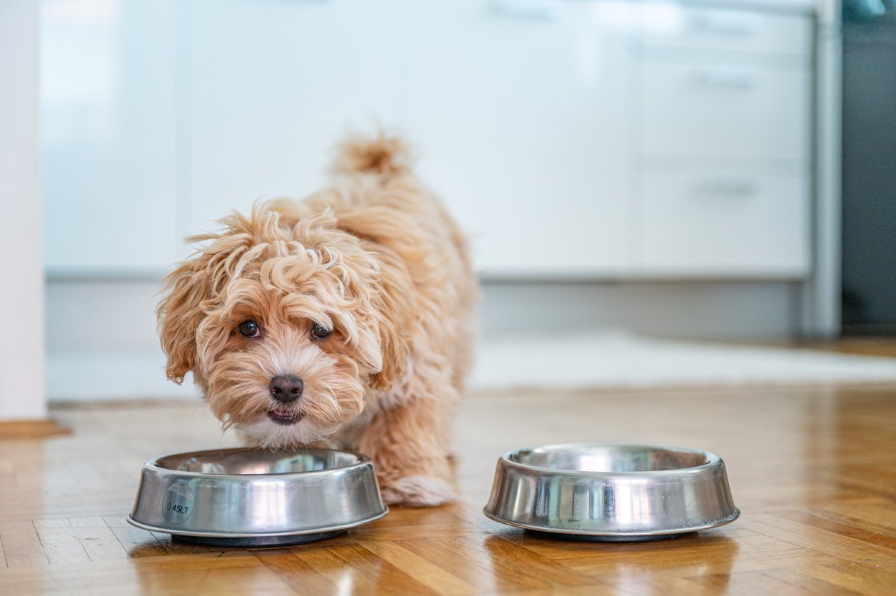 how much bland diet to feed dog
