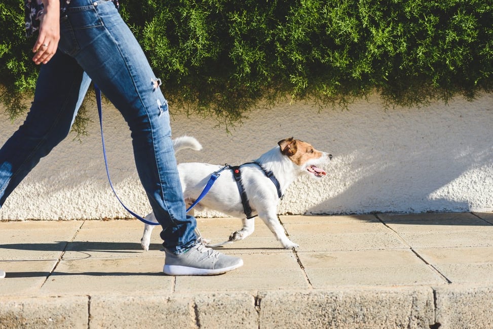 old-dog-back-legs-collapsing-prevention-and-treatment