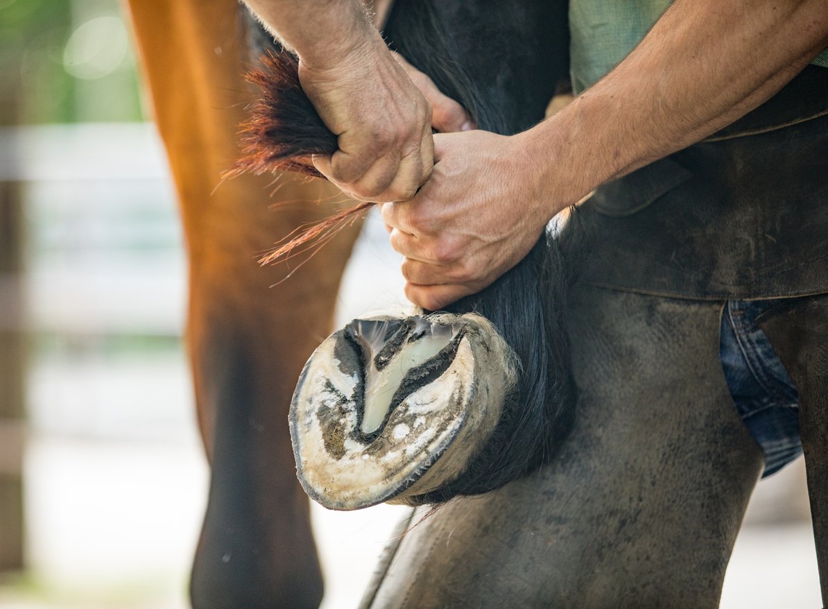 Proper Shoeing and Trimming