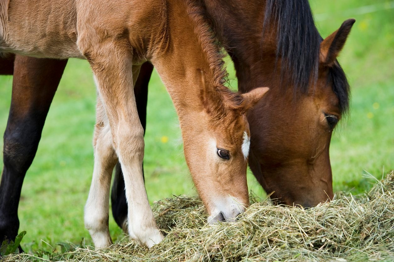 How to Prevent Navicular Disease in Horse