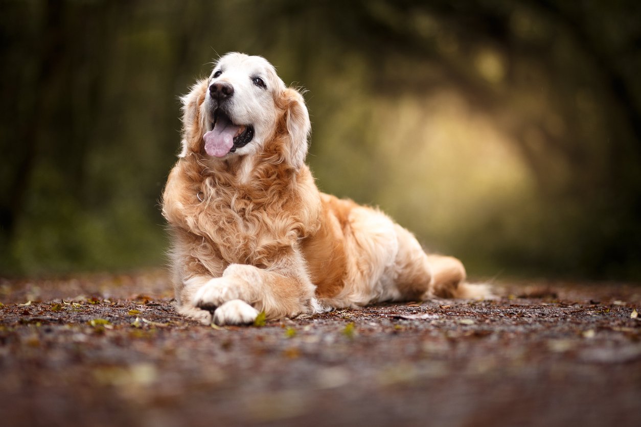 joint supplements for senior dogs