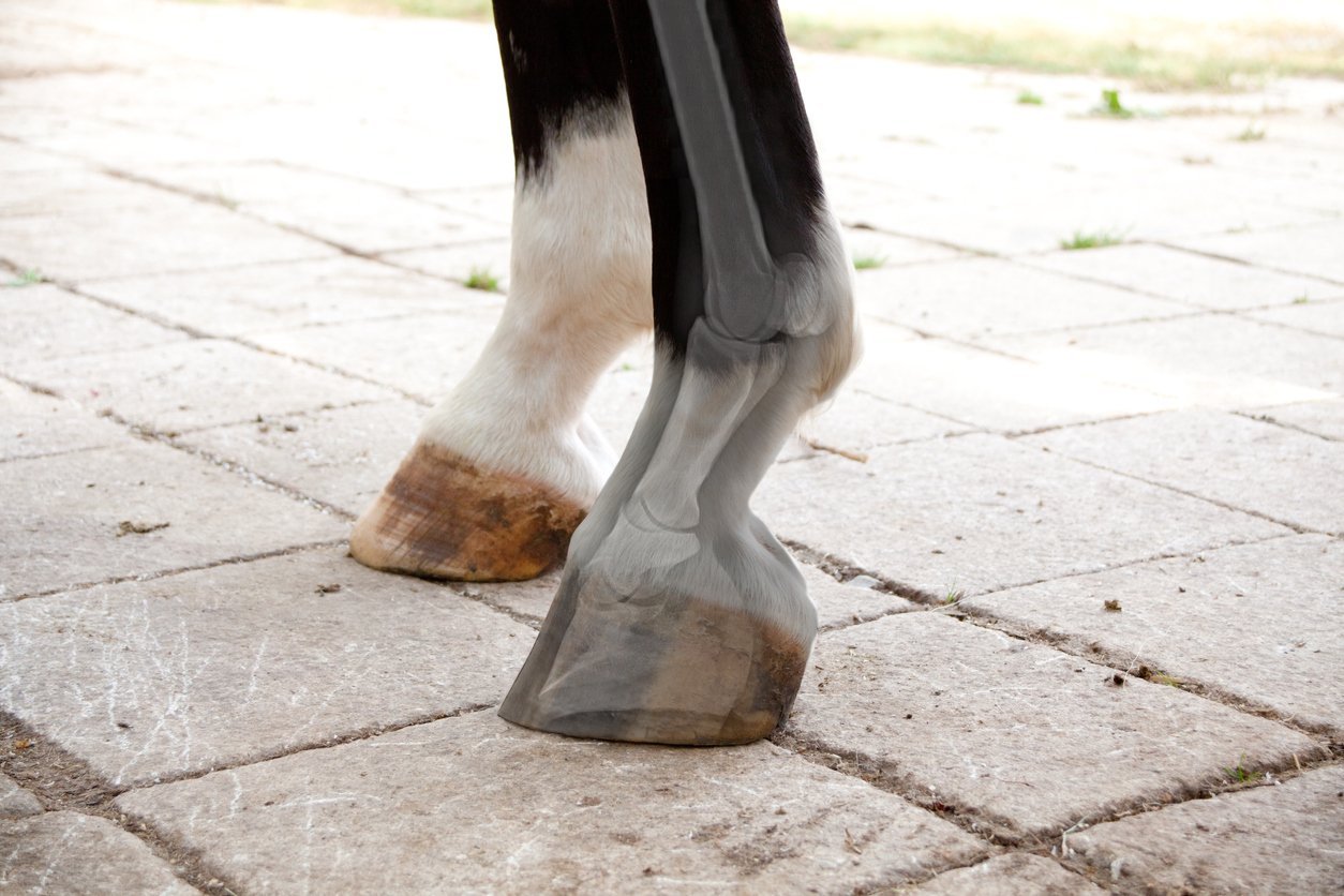 laminitis