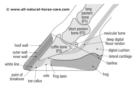 laminitis anatomy