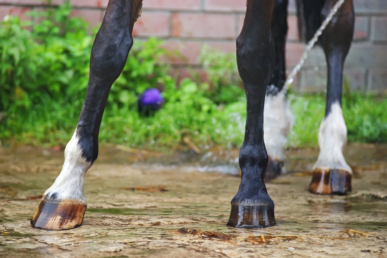 laminitis in horses