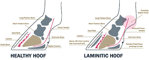 laminitis in horses anatomy